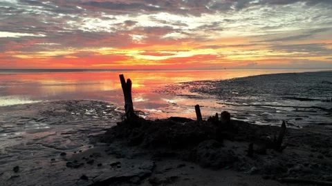 Sunset view captures dry tree standing tall Vídeo Stock 329363981