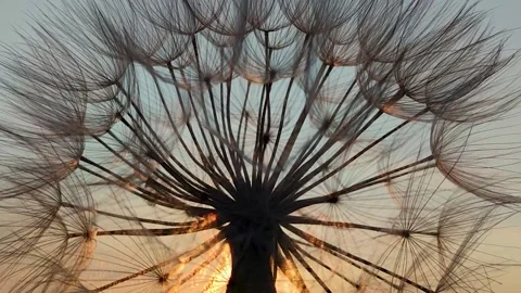 Sunset View of Dandelion Puff Showing Intricate Details and Light Play in the Stock Footage 330795477