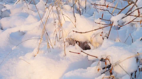 Sunset view of field with dry grass Stock Footage 37088986