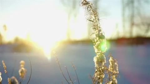 Sunset view of field with dry grass Stock Footage 42645156