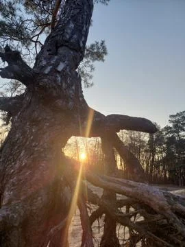 Sunset View Framed by Old Pine Tree Roots Stock Photos