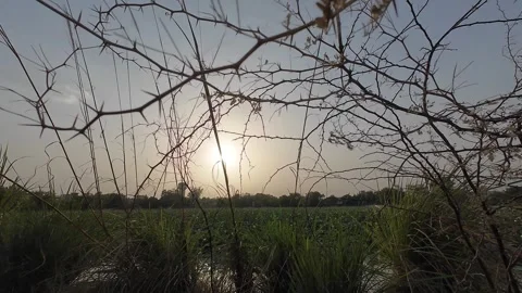 Sunset view framed by the sharp thorns and stem of a dry Babul tree Stock Footage 280910277