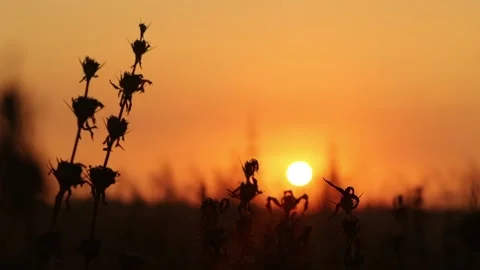 Sunset view in grass Stock Footage 134821533