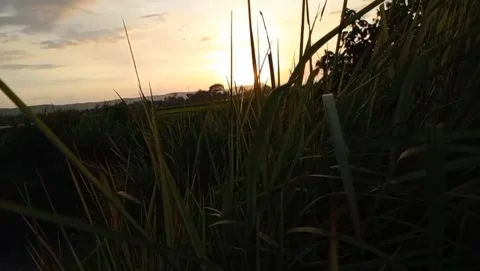 The sunset view looks beautiful in the expanse of rice fields Stock Footage 323449092