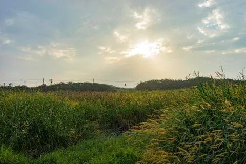 Sunset view of many miscanthus field Foto stock