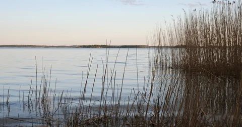 Sunset view over the lake trough reed on coast Stock Footage 129854050