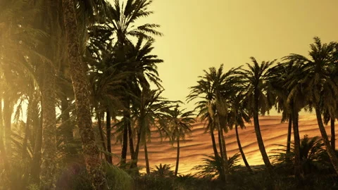 Sunset view over palm trees in a desert landscape near a sandy dune Stock Footage 342044359