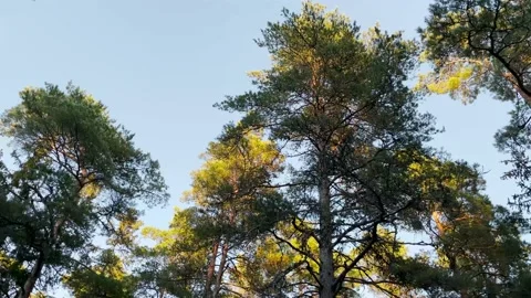 Sunset view over the pine tree branches in the forest Stock Footage 163374118