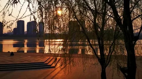 Sunset View Over Urban Lake With Weeping Willow Tree Branches In Foreground Stock Footage 342221640