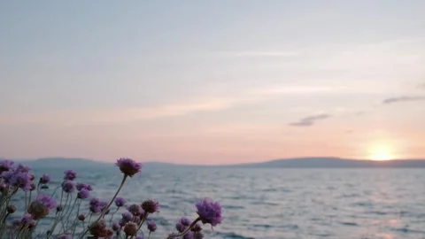 Sunset view over the water with blooming flowers on the shore in Holywood, N.I. Stockbeeldmateriaal 306393132