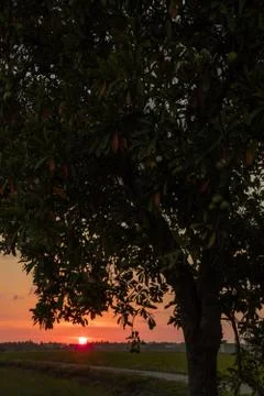 Sunset view at paddy field with tree foregrond Stock Photos