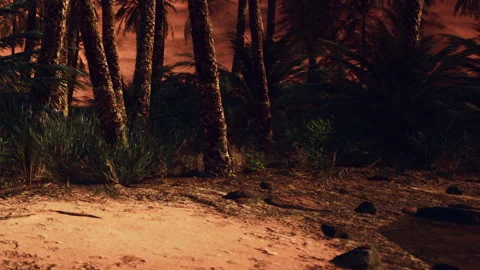Sunset view of palm trees and vegetation in a desert area Stock Footage 345050921