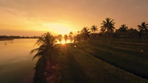 Sunset view of a park with palm trees Stock Footage 260558901