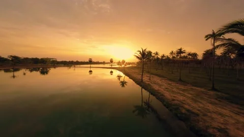 Sunset view of a park with palm trees Stock Footage 260558926