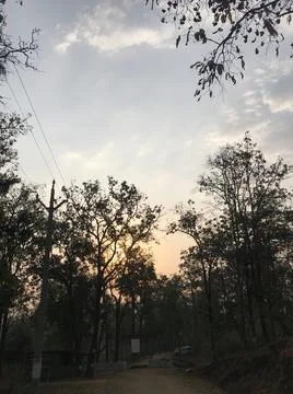 Sunset view passing the tree Stock Photos