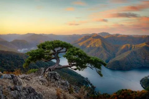 Sunset view of a pine tree on the rock against Daea Reservoir at Stock Photos
