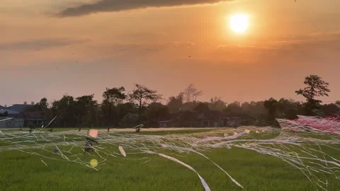Sunset View of Plastic Flags to Keep Birds Out of Rice Fields 스톡 동영상 305231144