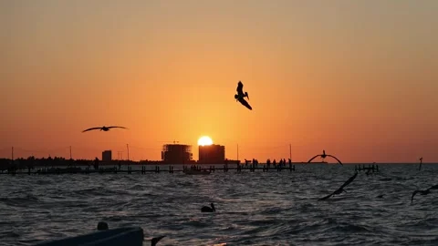 Sunset view of progreso beach with pelicans diving into water Stock Footage 304908901