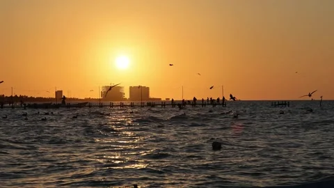 Sunset view of progreso beach with pelicans diving into water Stock Footage 304909130