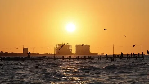 Sunset view of progreso beach with pelicans diving into water Stock Footage 304909737