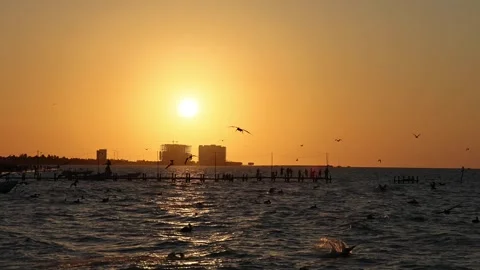 Sunset view of progreso beach with pelicans diving into water Stock Footage 304910680