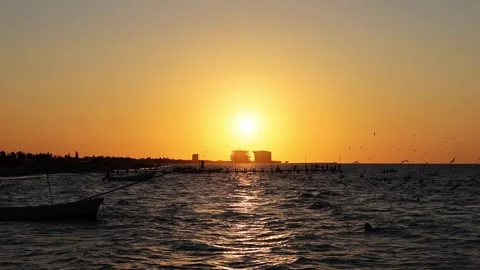 Sunset view of progreso beach with pelicans diving into water Stock Footage 304911424