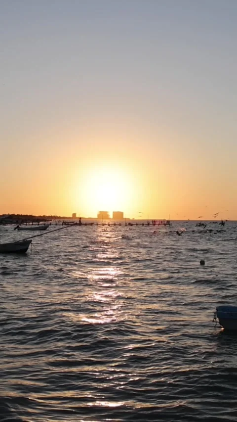 Sunset view of progreso beach with pelicans diving into water Stock Footage 304911748