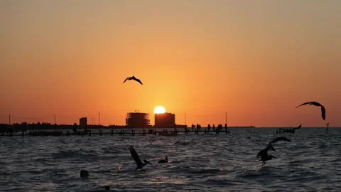 Sunset view of progreso beach with pelicans diving into water Stock Footage 304911749