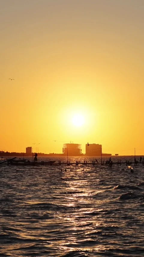 Sunset view of progreso beach with pelicans diving into water Stock Footage 304911946