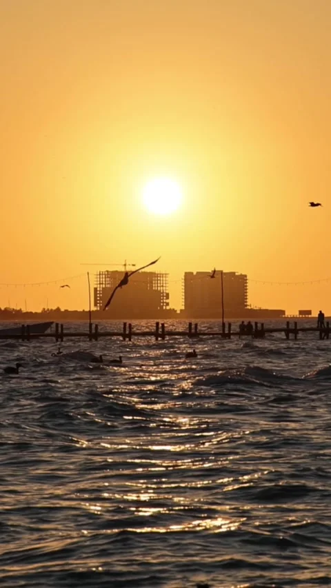 Sunset view of progreso beach with pelicans diving into water Stock Footage 304912229