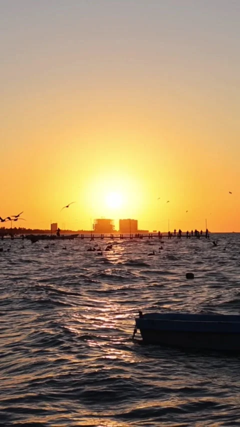 Sunset view of progreso beach with pelicans diving into water Stock Footage 304912231