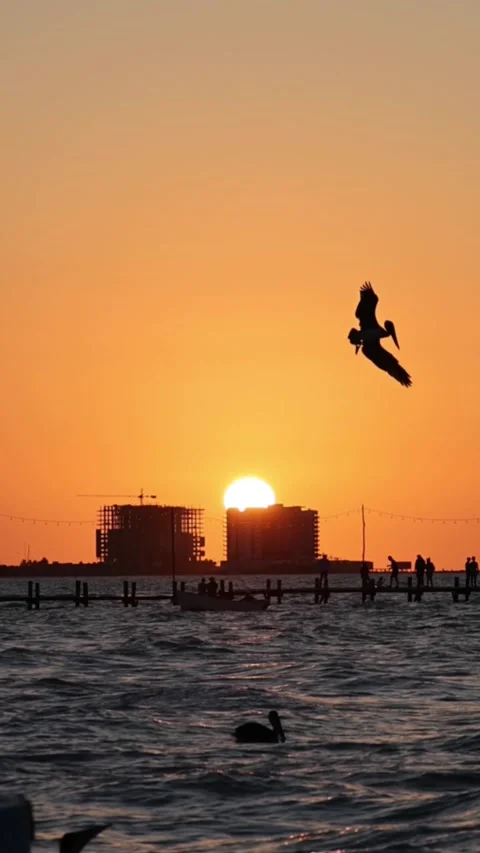 Sunset view of progreso beach with pelicans diving into water Stock Footage 304912233