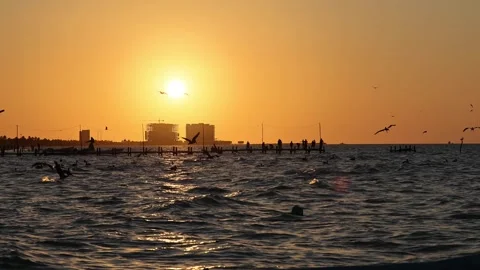 Sunset view of progreso beach with pelicans diving into water Stock Footage 304912569