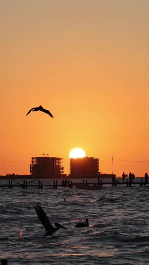 Sunset view of progreso beach with pelicans diving into water Video stock 304912571