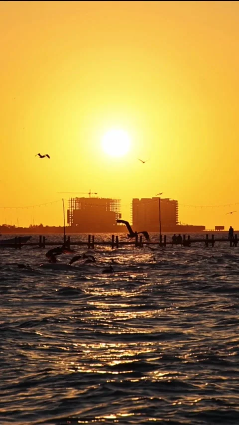 Sunset view of progreso beach with pelicans diving into water Stock Footage 304912876
