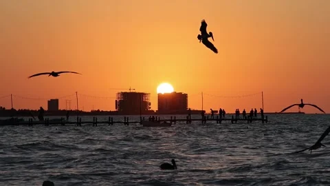 Sunset view of progreso beach with pelicans diving into water Stock Footage 304913069