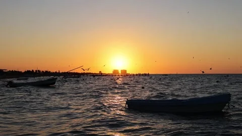 Sunset view of progreso beach with pelicans diving into water Stock Footage 304913211