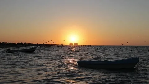 Sunset view of progreso beach with pelicans diving into water Stock Footage 304913578