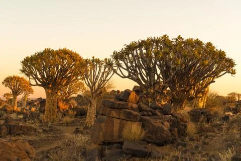 Sunset view of quiver tree forest at Garas Stock Photos