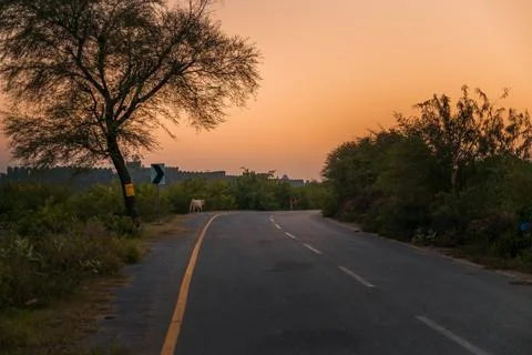 Sunset view of a  road surrounded by greenery Stock Photos
