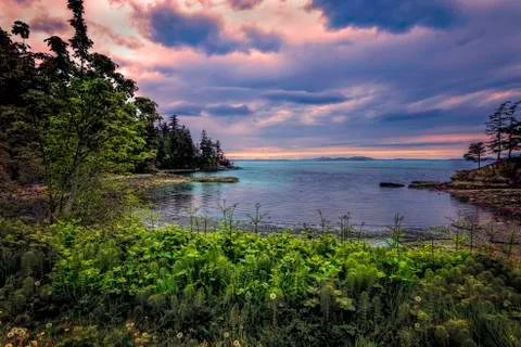 Sunset view of Samish Bay with foreground ferns and flowers. Stock Photos