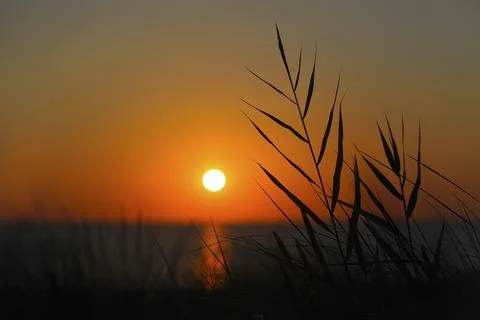 Sunset view of the sea through the grass Stock Photos
