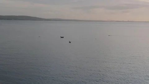 Sunset view with seal activity on calm bay in Northern Ireland Stock Footage 310240721