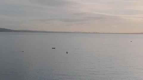 Sunset view with seal activity on calm bay in Northern Ireland Stock Footage 310240737