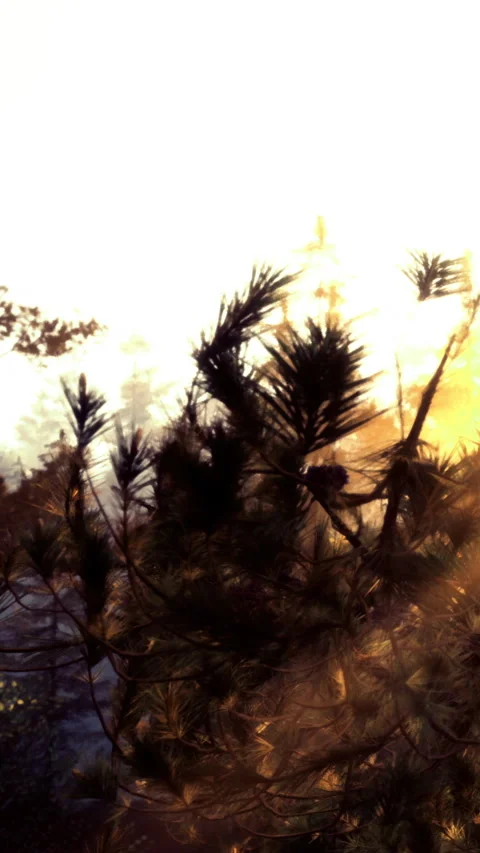 Sunset view with silhouettes of trees in a natural landscape Stock Footage 334106348