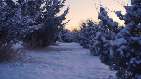 Sunset View of Snowy Trees Vídeo Stock 145887186