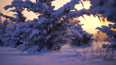 Sunset View of Snowy Trees Vídeo Stock 145887206