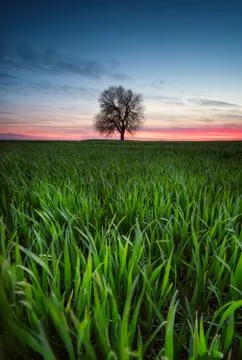 Sunset view of a spring field with a lonely tree Stock Photos
