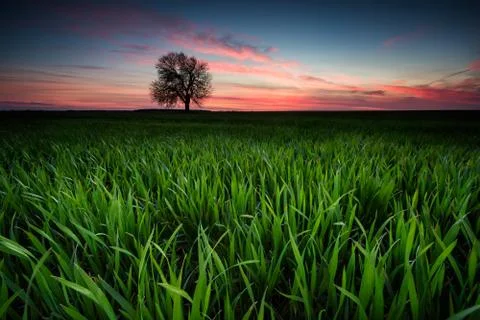 Sunset view of a spring field with a lonely tree Stock Photos