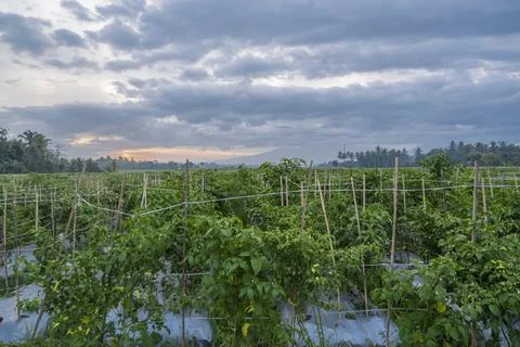 Sunset view. sunset in the afternoon in the fields. sunset background. Stock Photos